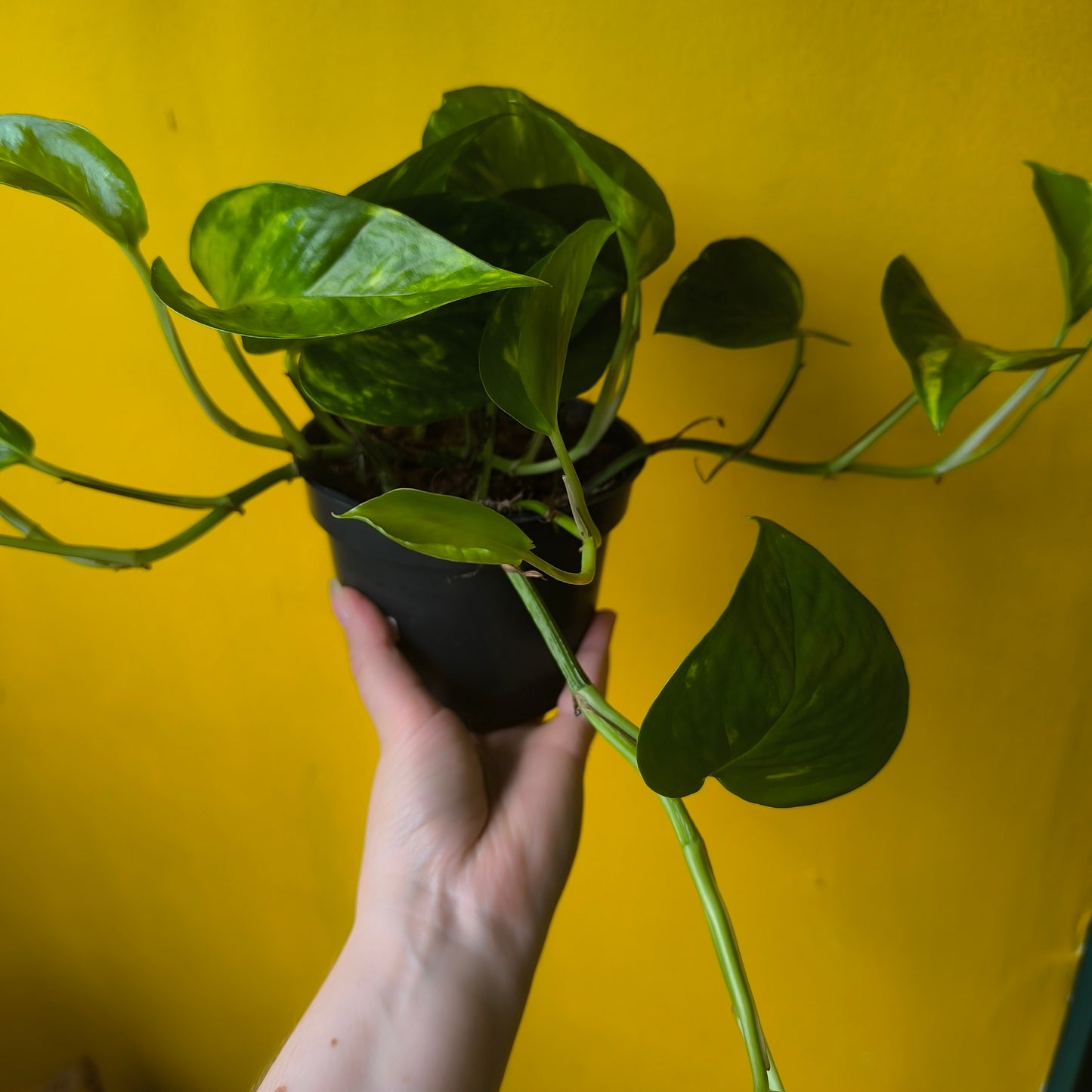 Pothos `Golden`- Medium