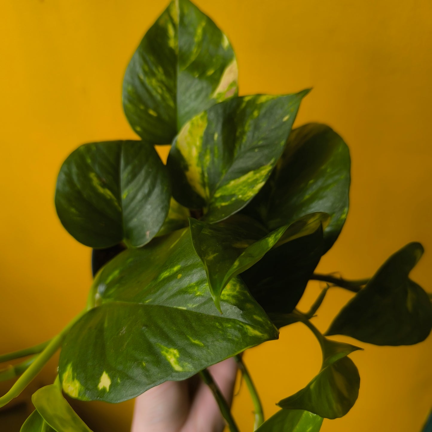 Pothos `Golden`- Medium