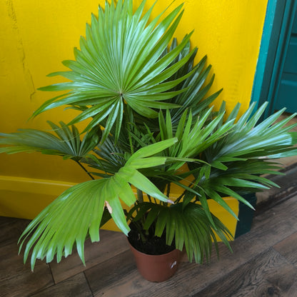 Fan Palm - Medium