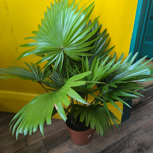 Fan Palm - Medium