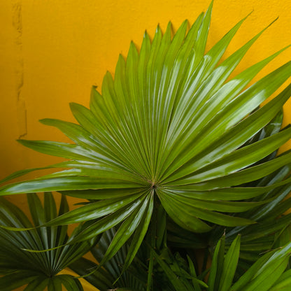 Fan Palm - Medium