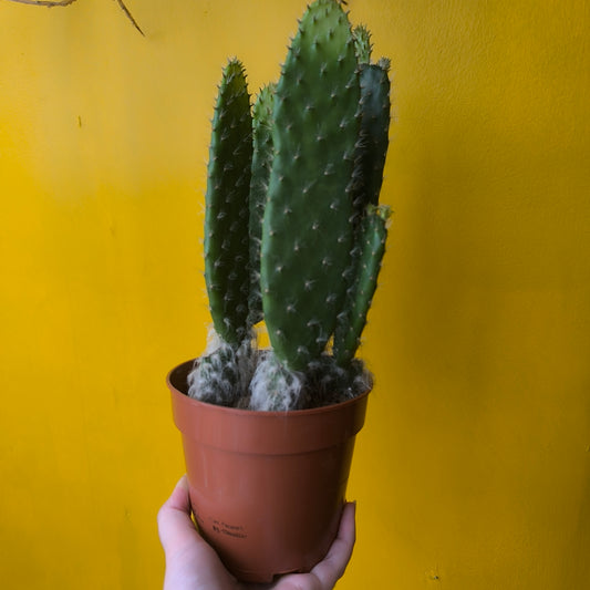 Cactus - Opuntia Blue Ale - Medium