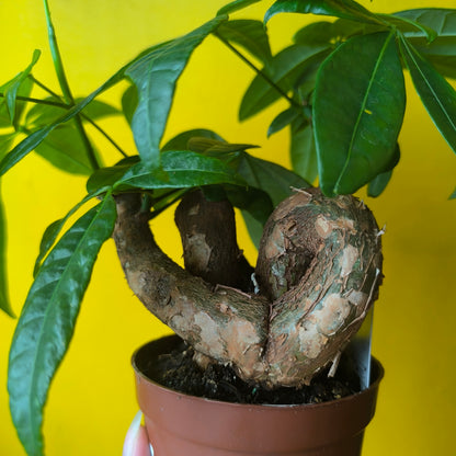 Pachira aquatica (Money Plant) - Medium