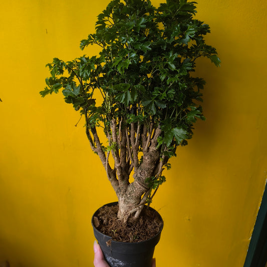 Aralia Tree - Medium