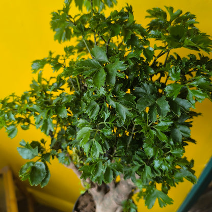 Aralia Tree - Medium