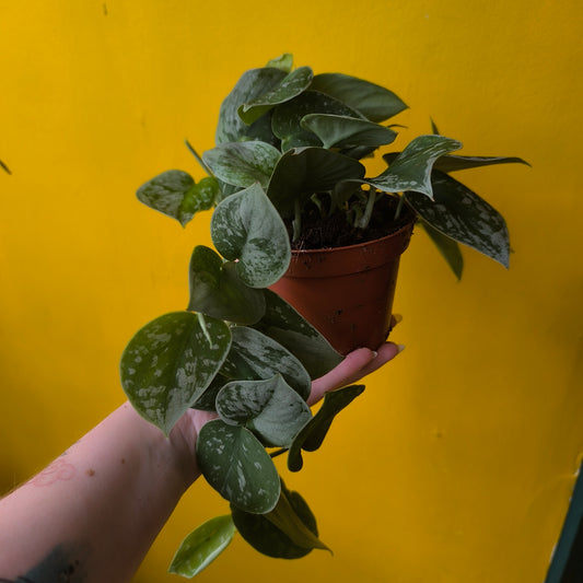 Pothos `Silvery Ann` - Medium