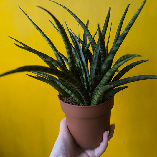 Snake Plant `cylindrica` mix (3) - Small