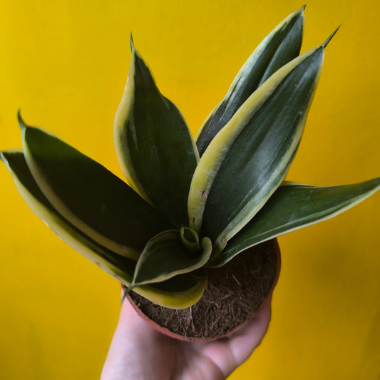 Snake Plant Hahnii  Black Gold`- Small