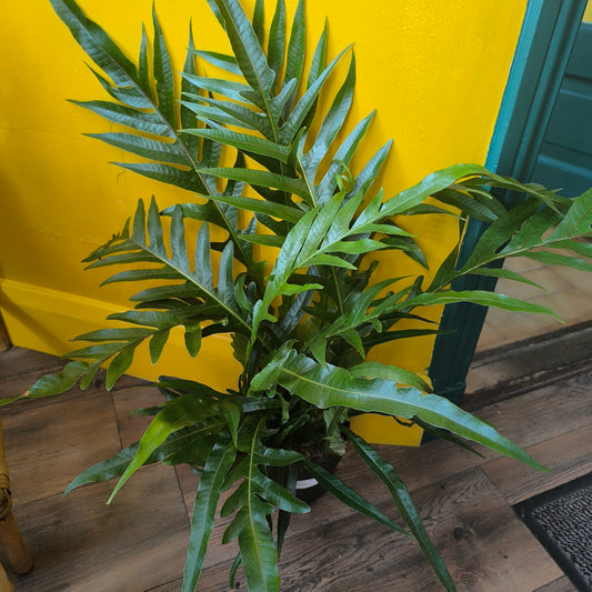 Fern Snake Leaf - Medium