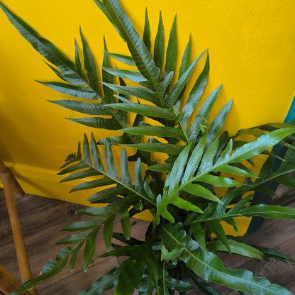 Fern Snake Leaf - Medium