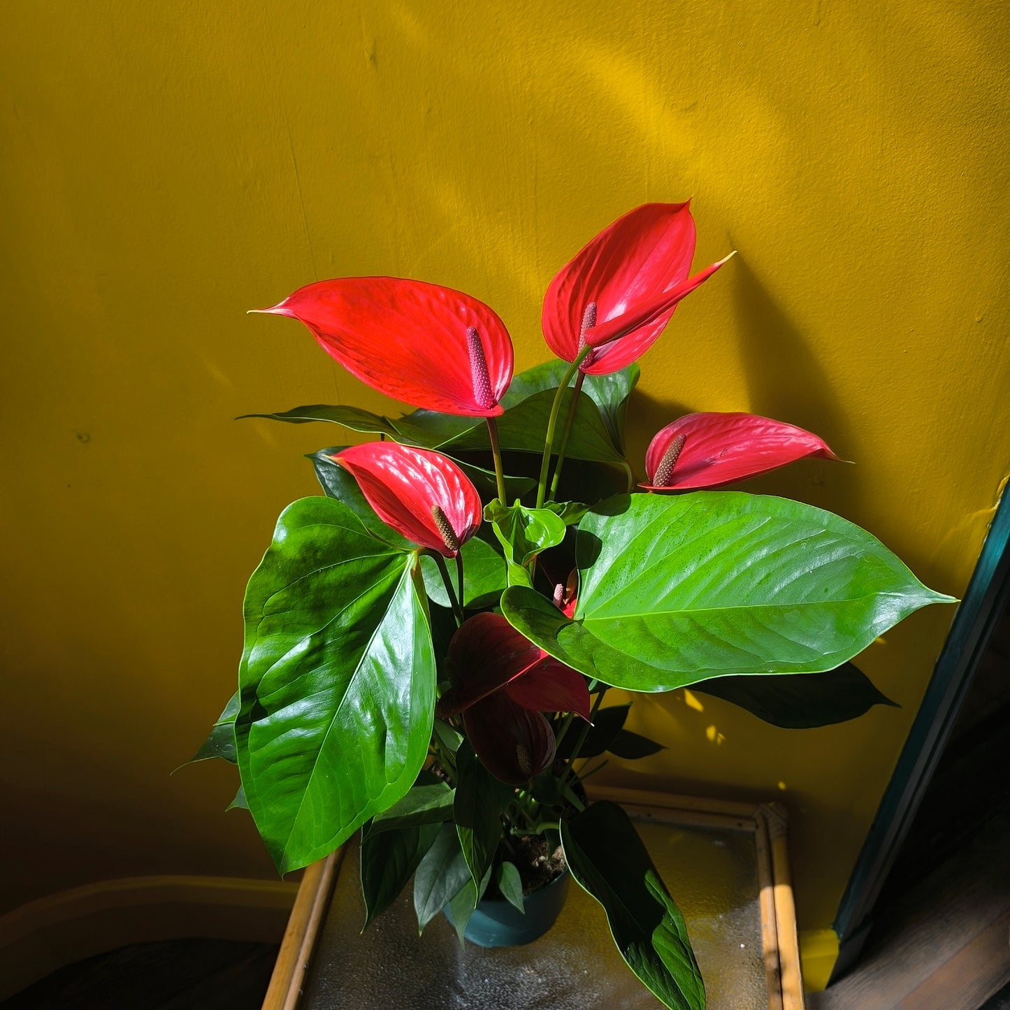 Flamingo Flower `Melodia Coral` - Large