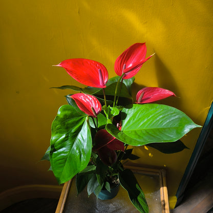 Flamingo Flower `Melodia Coral` - Large
