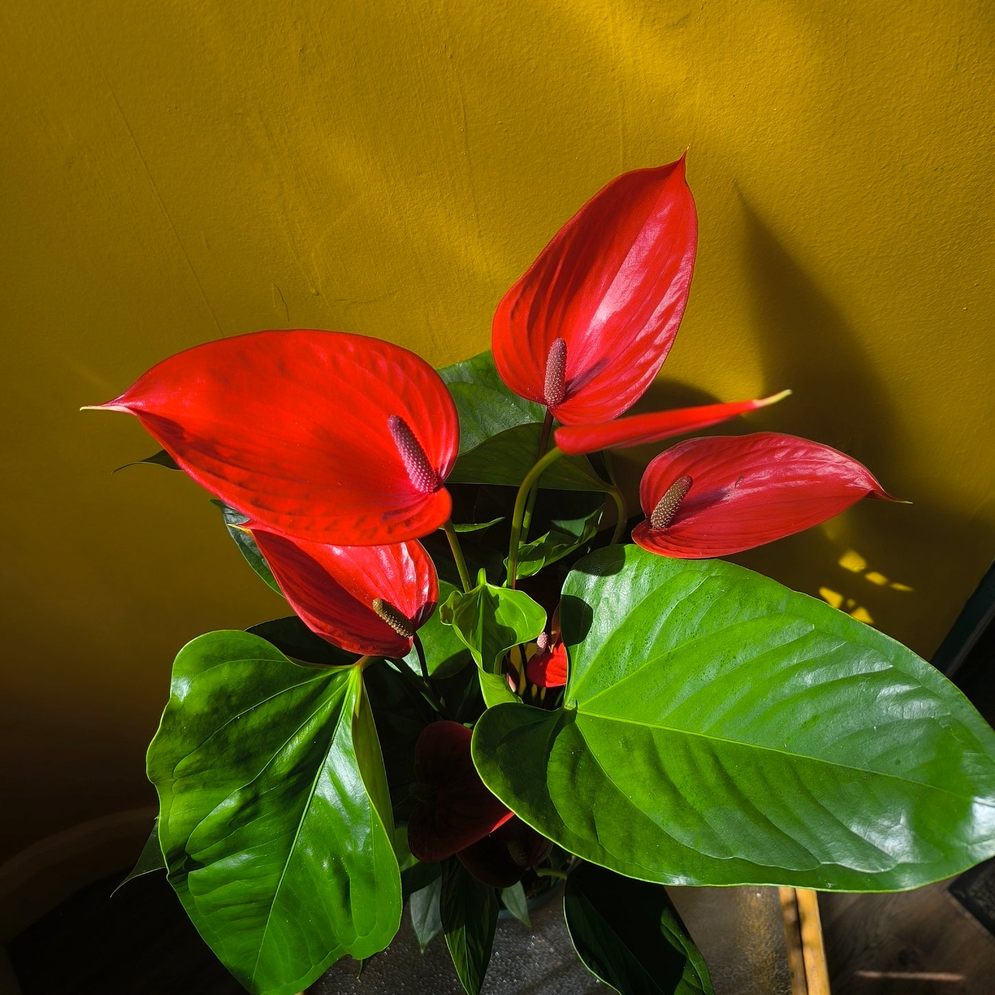 Flamingo Flower `Melodia Coral` - Large