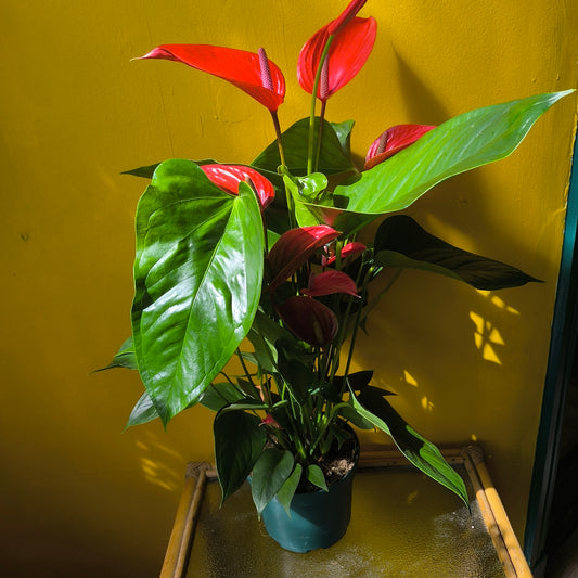 Flamingo Flower `Melodia Coral` - Large