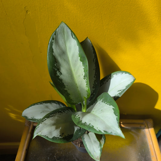 Aglaonema Chinese Evergreen `Blue Silver` - Medium