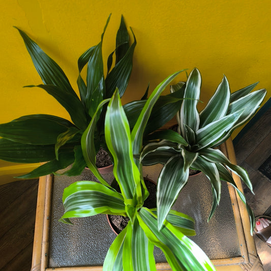 Dragon Tree Compact Varieties - Medium
