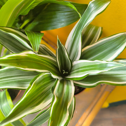 Dragon Tree Compact Varieties - Medium