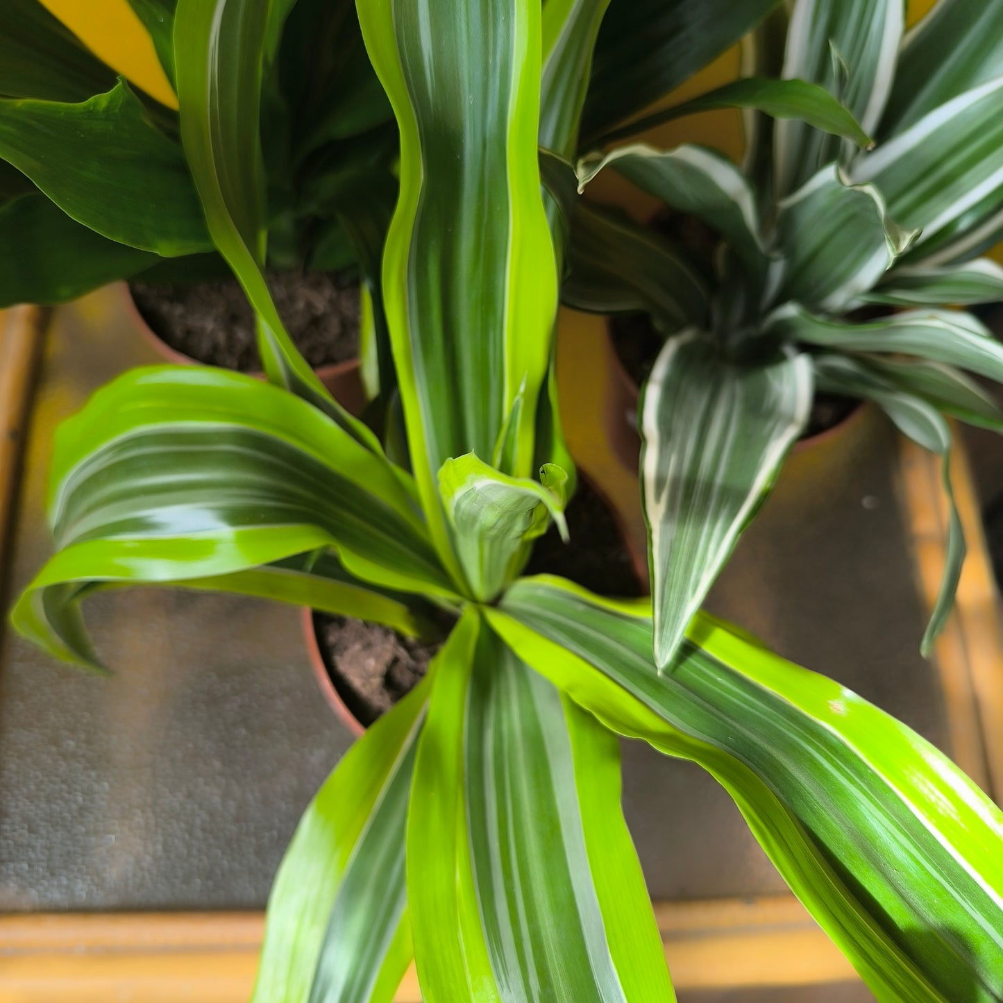 Dragon Tree Compact Varieties - Medium