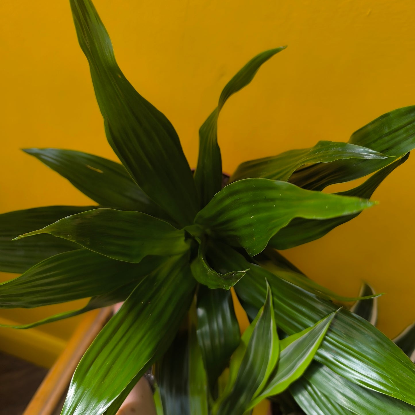 Dragon Tree Compact Varieties - Medium