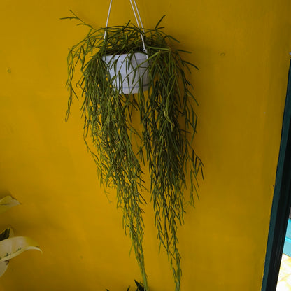 Hoya linearis - Long