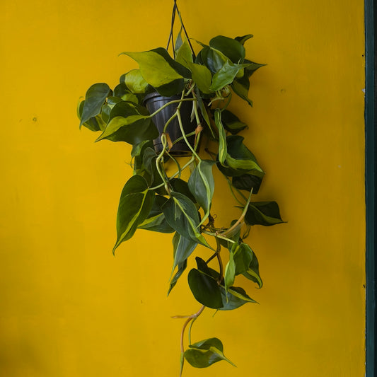Philodendron Heartleaf `Brasil` - large