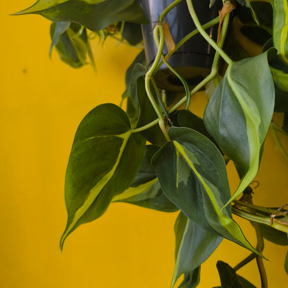 Philodendron Heartleaf `Brasil` - large