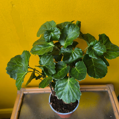 Aralia Tree - Medium