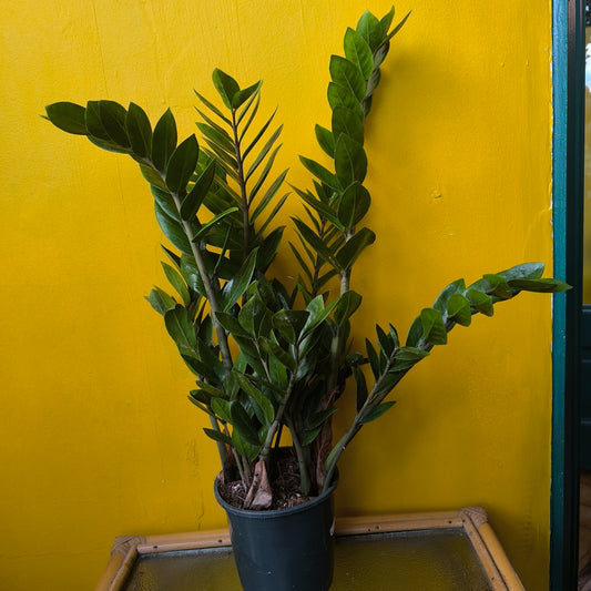 Zz Plant