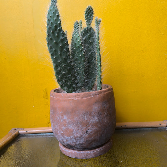 Pot - Vera Terra