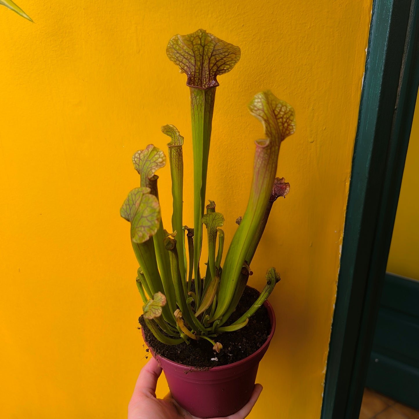 Carnivorous Pitcher Plant `Judith Hindle`- Medium