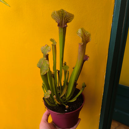 Carnivorous Pitcher Plant `Judith Hindle`- Medium