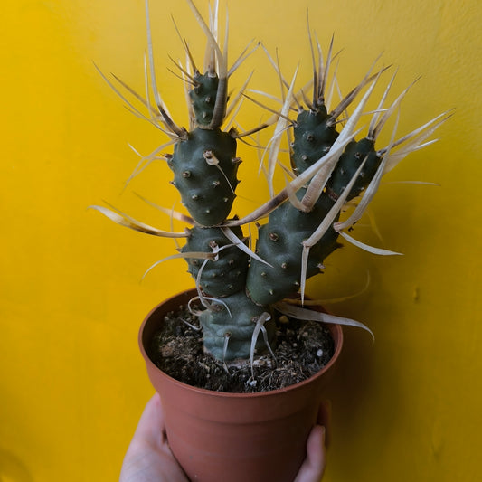 Cactus `Paper Spine` - Medium