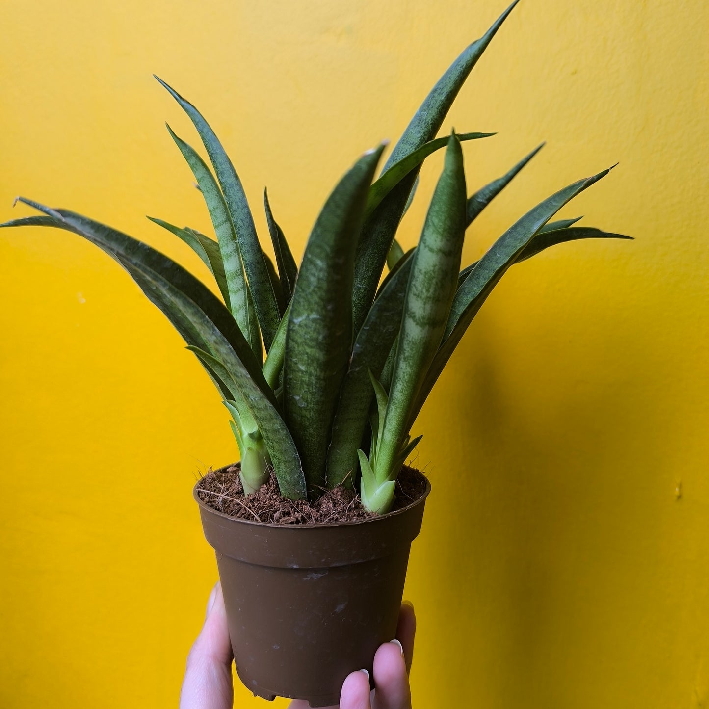 Snake Plant 'Panthera' (Unusual) - Medium