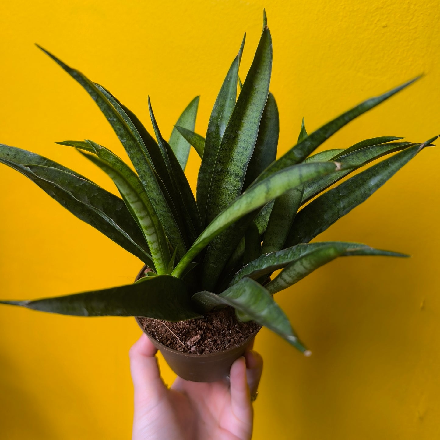 Snake Plant 'Panthera' (Unusual) - Medium