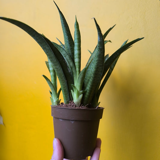 Snake Plant 'Panthera' (Unusual) - Medium