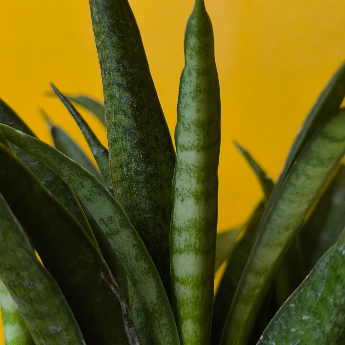 Snake Plant 'Panthera' (Unusual) - Medium