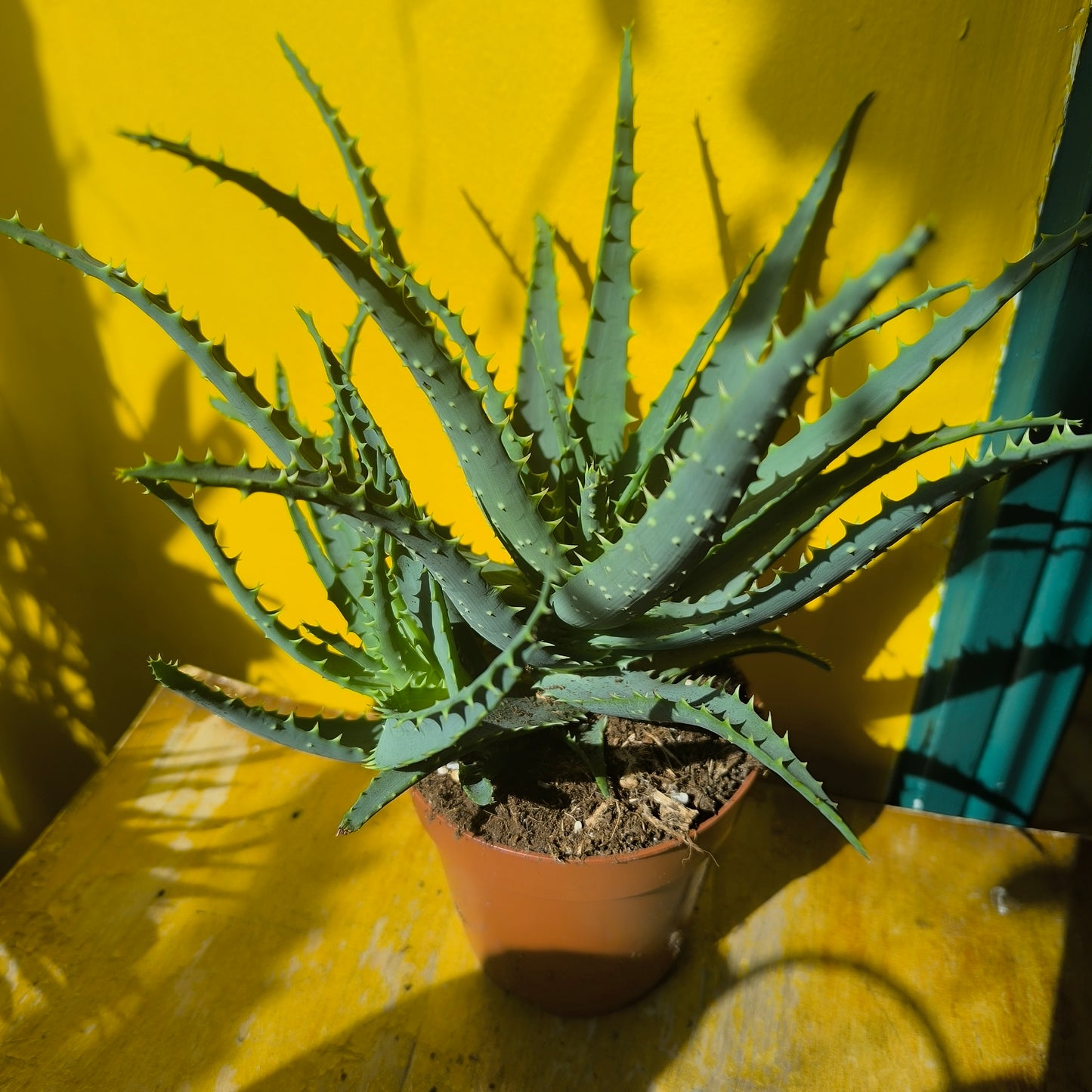 Aloe Tree/Candelabra - Medium