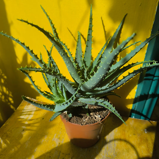Aloe Tree/Candelabra - Medium