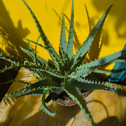 Aloe Tree/Candelabra - Medium