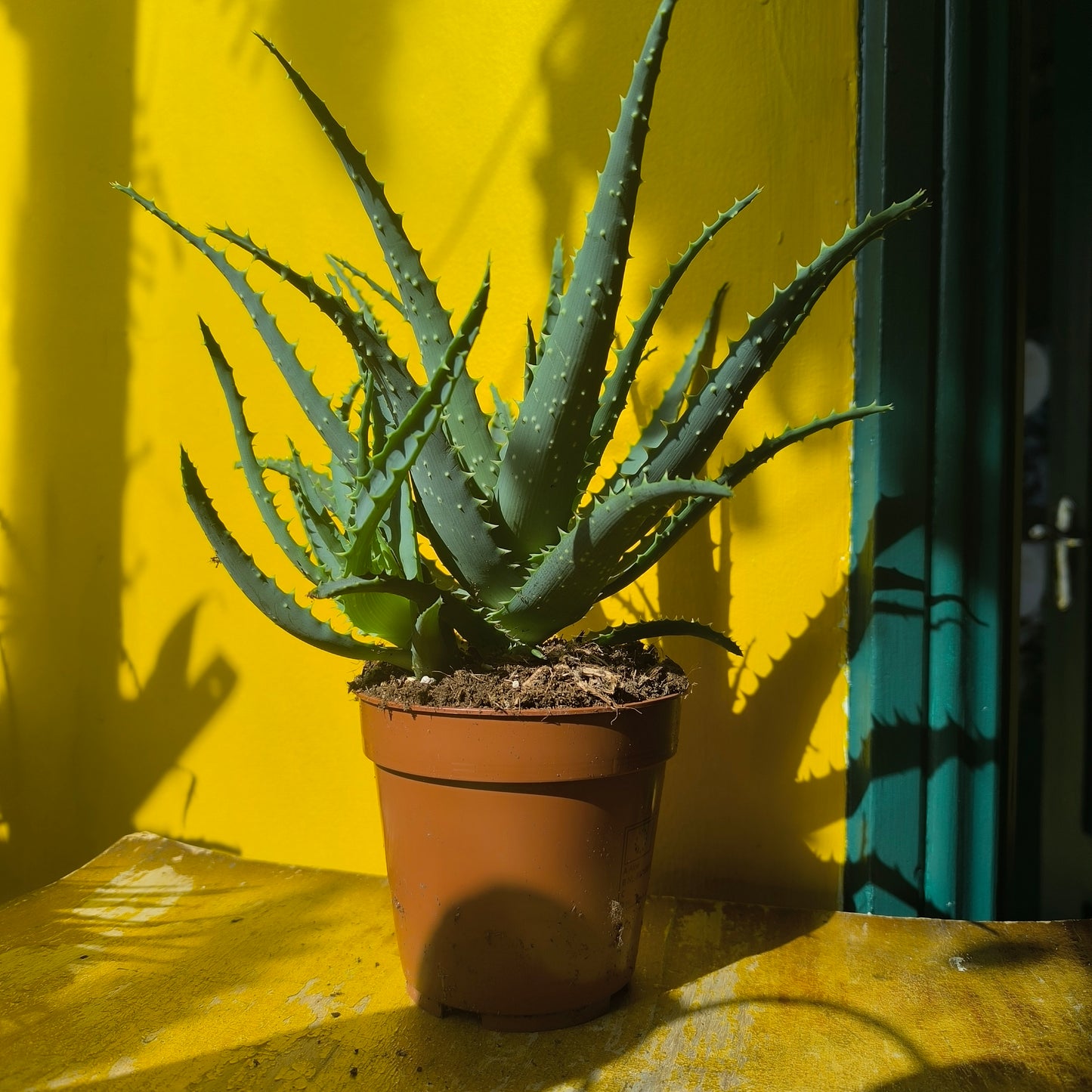 Aloe Tree/Candelabra - Medium