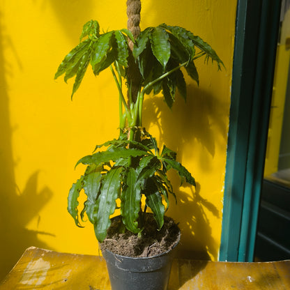 Anthurium `Polyschistum` Fake Hemp Plant - Medium