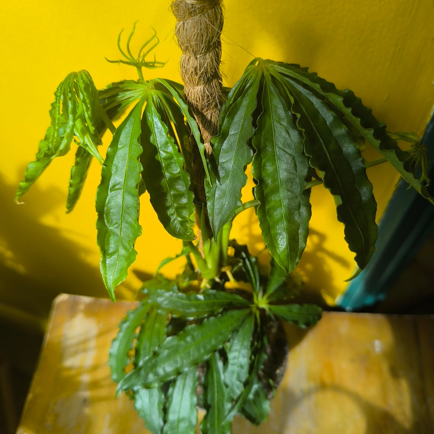 Anthurium `Polyschistum` Fake Hemp Plant - Medium