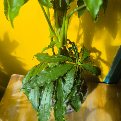 Anthurium `Polyschistum` Fake Hemp Plant - Medium