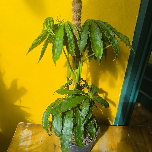 Anthurium `Polyschistum` Fake Hemp Plant - Medium
