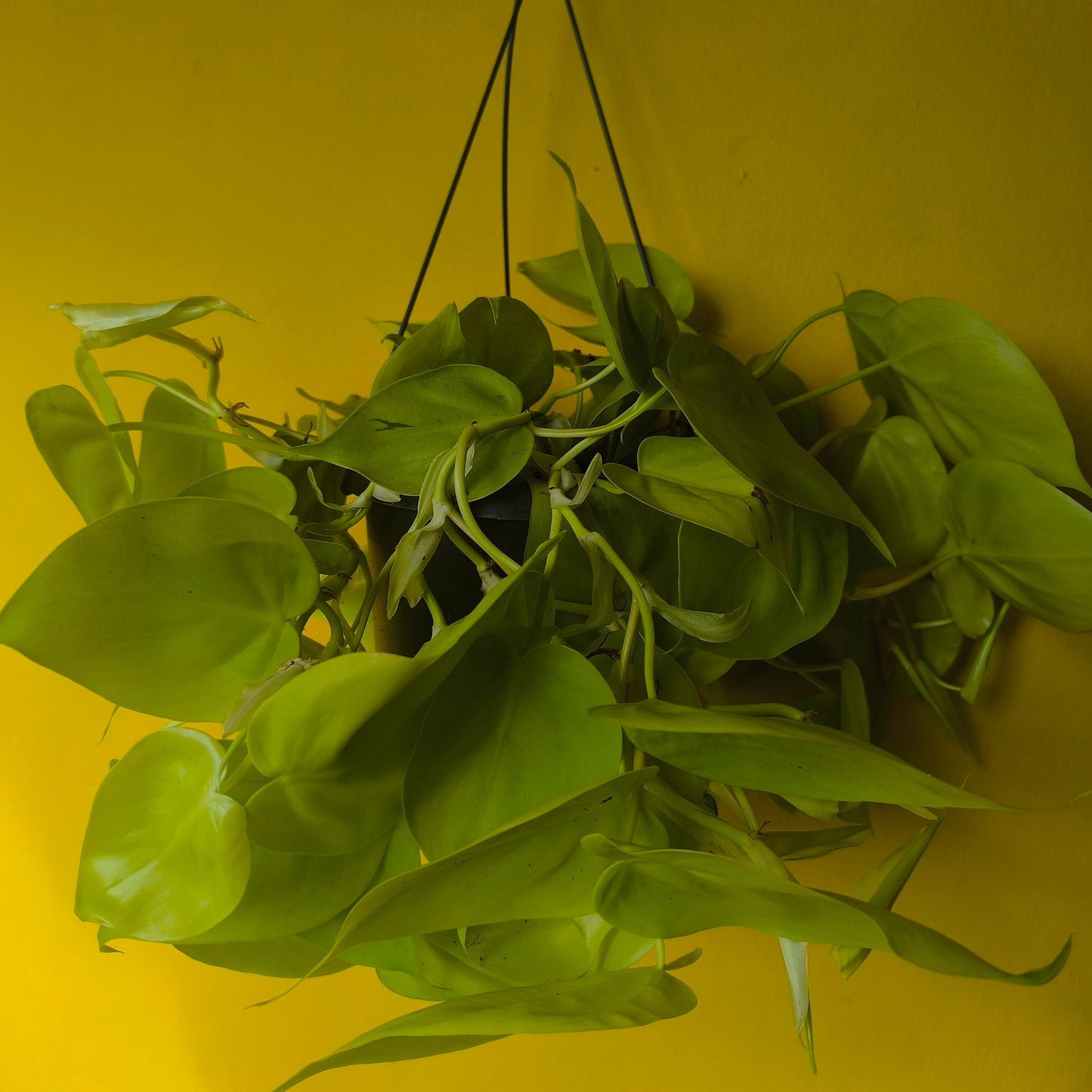Pothos Neon Lime - Large