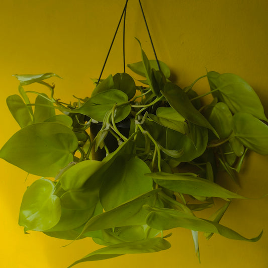Pothos Neon Lime - Large