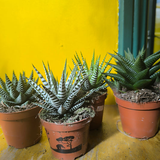 Zebra Cactus - medium