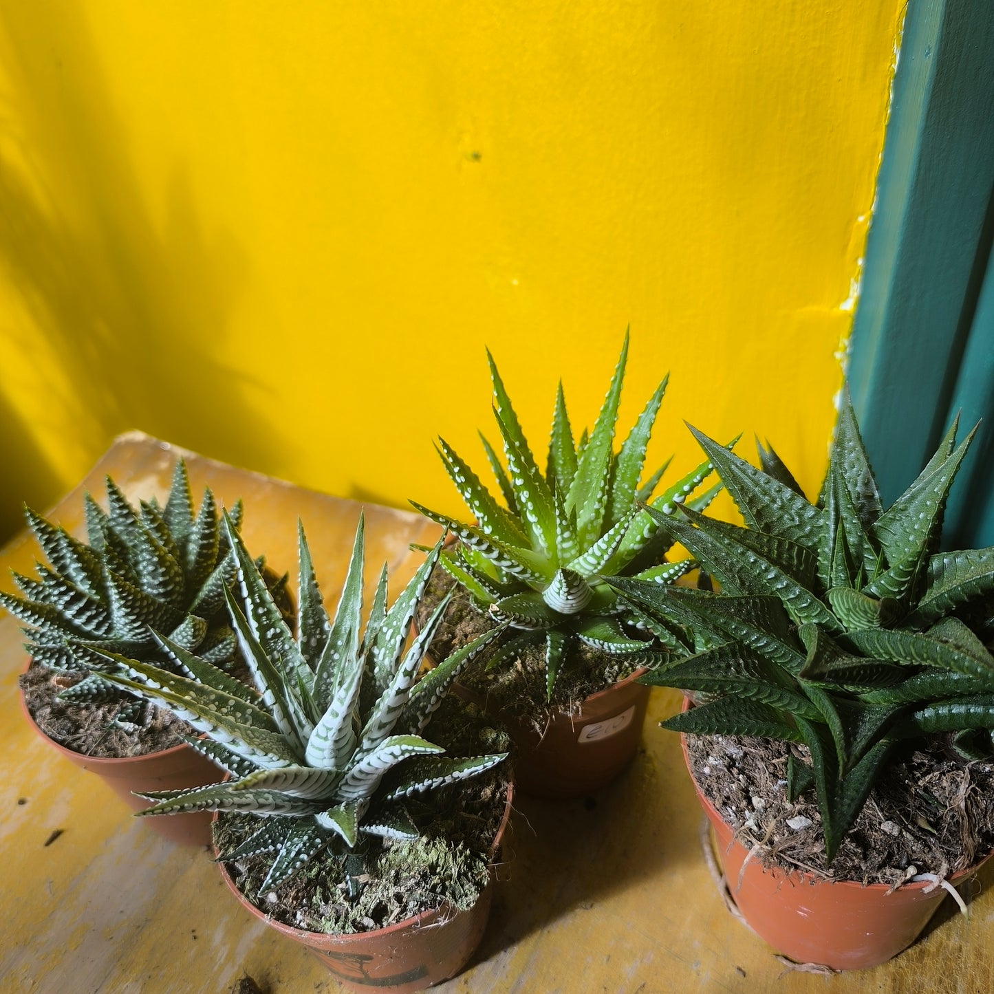 Zebra Cactus - medium