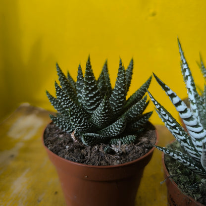 Zebra Cactus - medium