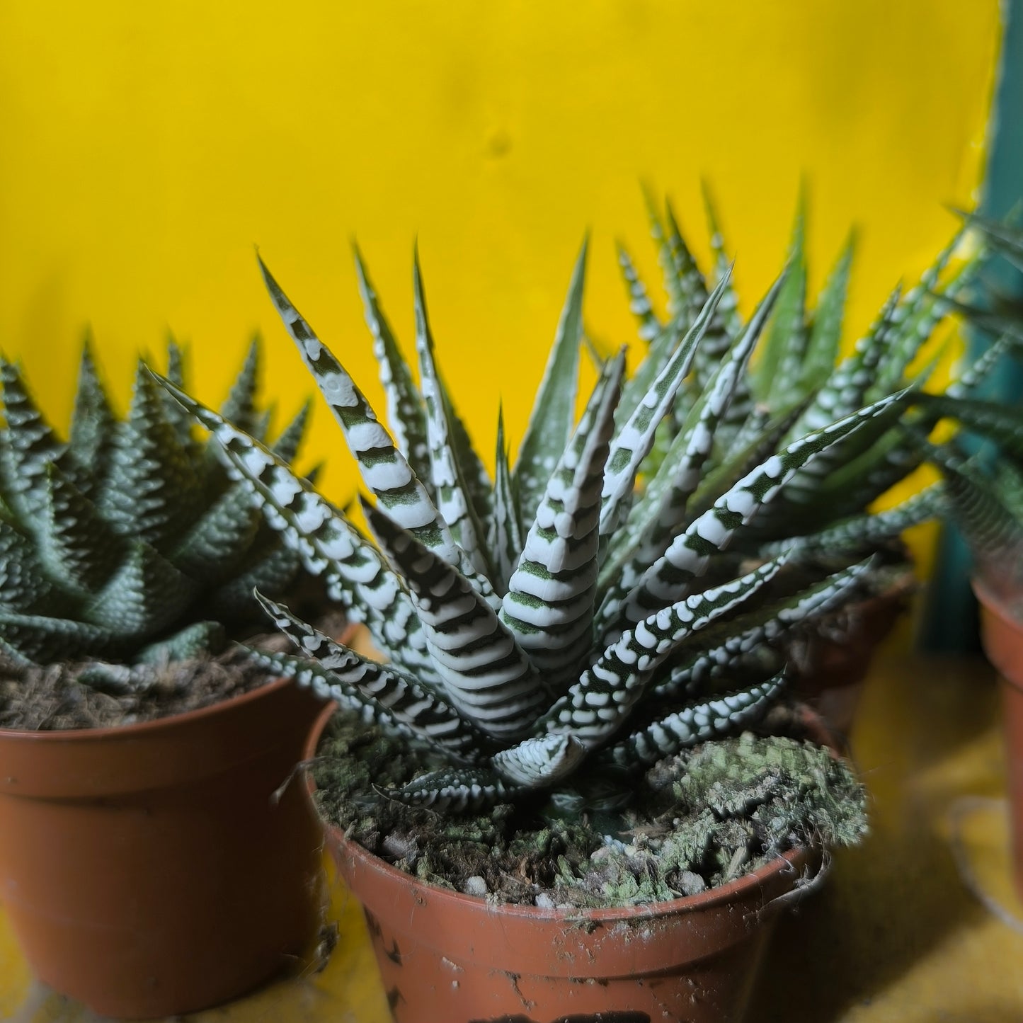 Zebra Cactus - medium
